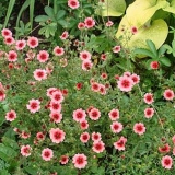 Potentilla nepalska gospođica wilmont, legenda, vatreni plamen: uzgoj iz sjemena kod kuće, fotografije, recenzije